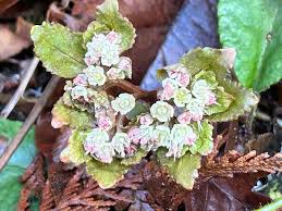 Image result for Satyrium macrophyllum