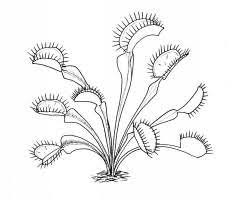 Carnivorous Plants Coloring Pages Plant Tattoo Carnivorous Plants Plant Pictures