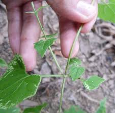 Image result for Mikania