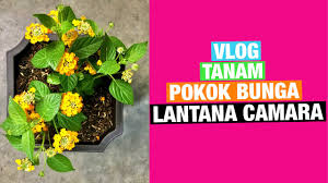 Ditanam sebagaipokok hiasan dalam lanclskap kajian kerana warna bunganya yang cantik. Vlog Tanam Pokok Bunga Lantana Camara Youtube
