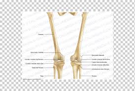 Bones can be divided into 3 generic groups: Elbow Bone Human Leg Knee Anatomy Knee Bone Anatomy Arm Human Body Png Klipartz