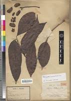 Image result for Pachylobus