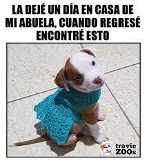 Dice Que Hacia Frio Memes De Animales Divertidos Memes Divertidos Humor Divertido Sobre Animales