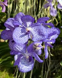 Image result for Vanda coerulea