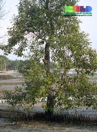 Image result for Avicennia