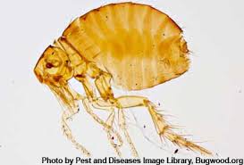 We've seen dogs with fleas covering their entire bodies and cats that suffer from tapeworms caused by flea bites. Backyard Chickens May Have Mites Lice And Fleas