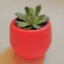 Many echeveria find their way into our hearts and plant pots, for very good reason. Echeveria Pulidonis Succulent Care And Information