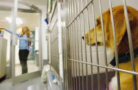 Loving spay & neuter clinic 801 branchway road richmond, va 23236< phone: No Kill Shelter Nation Maybe In 5 Years