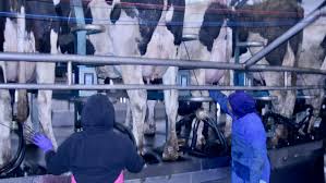 Barn & milking parlor ideas. Cow College Tour Highlights Cutting Edge Diverse Dairy Operations