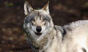 In montana, bears and wolves become part of the culture wars. The Mystery Of Denmark S Vanishing Wolf Pack Are Hunters To Blame Wildlife The Guardian