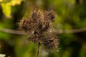 Image result for Sparrmannia ricinocarpa