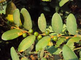 Image result for Stipularia