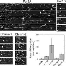 These cellulose microfibrils can restrict cell expansion in all. For2 Are Required For Polarized Growth A Gene Models For The 3 Download Scientific Diagram