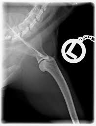 Röntgen är ofta ett viktigt hjälpmedel för att kunna ställa diagnos. Https Www Voek At Fileadmin User Upload Jt18 Proceedings 10 Chirurgie Orthopaedie Jt18 Pdf