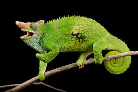 Image result for Jumellea usambarensis