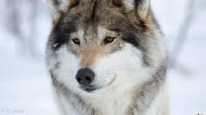 Maybe you would like to learn more about one of these? Mengenal Lebih Dalam Perbedaan Rubah Dan Serigala Info Binatang