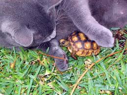 Maybe you would like to learn more about one of these? Gopher Tortoise Ask The Expert Friends Of The Enchanted Forest Titusville Florida