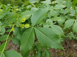 Image result for Toddalia crenulata