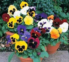 500 Bulk Seeds Delta Pansy Seeds Delta Blotch Mix In 2021 Flower Seeds Pansies Flowers Pansies