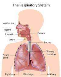 Anatomy respiratory tract human respiratory system anatomy voice respiratory diaphragm respiratory system anatomy vocal organ anatomy the respiratory system human respiration oxygen. The Respiratory System Labeled Royalty Free Cliparts Vectors And Stock Illustration Image 16481969