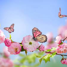 Download hd wallpapers for free on unsplash. Flowers Butterflies Spring Bloom Branch Ipad Pro Wallpapers Free Download