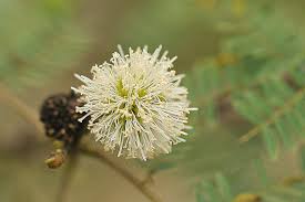 Image result for Leucas fulvipila