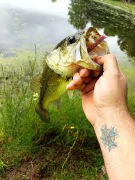 Fishing techniques for wacky rig senkos. Wacky Rig Shakey Head Rod Reel And Line Setup
