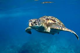 5 Amazing Places To Save Turtles International Turtle Day Seethewild