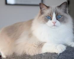 ラグドールの画像