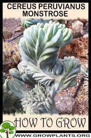 It has a twisting, irregular undulating pattern on the stem ribs which gives it a unique presence. Cereus Peruvianus Montrose Night Blooming Cactus Fig Edible Fruit Seed 500 Seeds