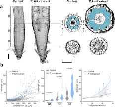 Image result for Vigna kirkii