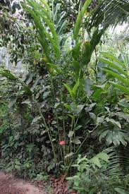 Image result for Etlingera