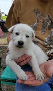 Daisy was abandoned by her previous owner and i have been taking care of her the… more. White Shepherd Puppies For Sale Louisville Ky 292672