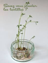 Elle aime les climats tempérés, le soleil et les. Comment Faire Germer Des Lentilles Cabane A Idees