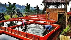 Cara Ternak Ikan Lele Di Kolam Terpal Kolam Kolam Ikan Ikan