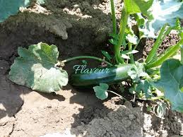 Se spala toate legumele, se curata, se taie ca pentru supa, se acopera cu apa si se pun la fiert. Supa Crema De Zucchini Flaveur