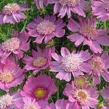 Pink Pop Socks Cosmos List Of All The Cosmo Varieties Annual Flowers Flower Seeds Cosmos Flowers