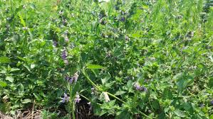 Select your state to view the common weeds found where you garden. What Is This Weed With Purple Flowers Gardening Landscaping Stack Exchange