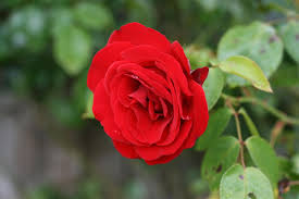 ملف Red Rosa Damascena ورد جوري Jpg ويكيبيديا
