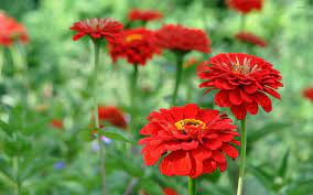 Red Zinnia Wallpaper Flower Wallpapers 22385 Zinnias Flower Wallpaper Flowers
