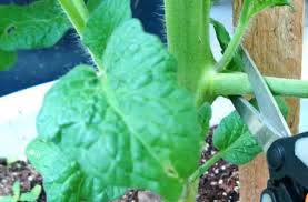 Check spelling or type a new query. How To Prune Tomato Plants In Pots Garden Tips Bountiful Gardener