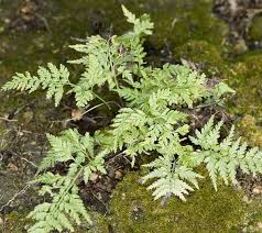 Image result for Asplenium uhligii