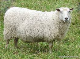 Get latest info on rambouillet sheep, rambouillet merino, french merino, suppliers, manufacturers, wholesalers, traders, wholesale suppliers with rambouillet sheep prices for buying. Finnsheep Alchetron The Free Social Encyclopedia
