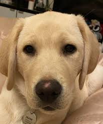 My name is: Olaf Dobby Decker My Nickname is: Ollie, Bub, Little boy My  breed is: Purebred Yellow Lab My age is: 5.5 months old My favorite human  food is: pup cups