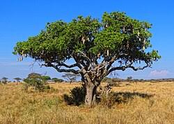 Image result for Kigelia africana