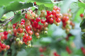 Beerenstraucher Boden Mit Mulch Feucht Halten Garten News Garten