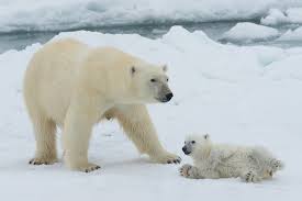 Bildergebnis für John Shaw