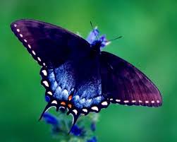 This makes them beneficial in gardens plagued by unwanted animals. Eastern Black Swallowtail Butterfly Swallowtail Butterfly Black Swallowtail Butterfly Eastern Black Swallowtail Butterfly