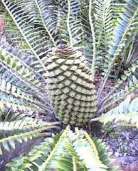 Image result for Encephalartos chimanimaniensis