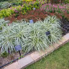 Image result for Carex johnstonii